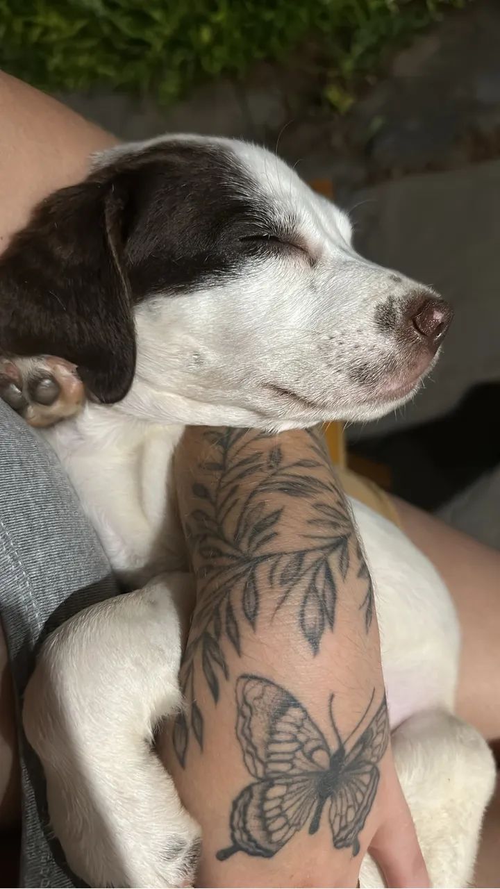 ADOÇÃO RESPONSÁVEL  - Foto 2