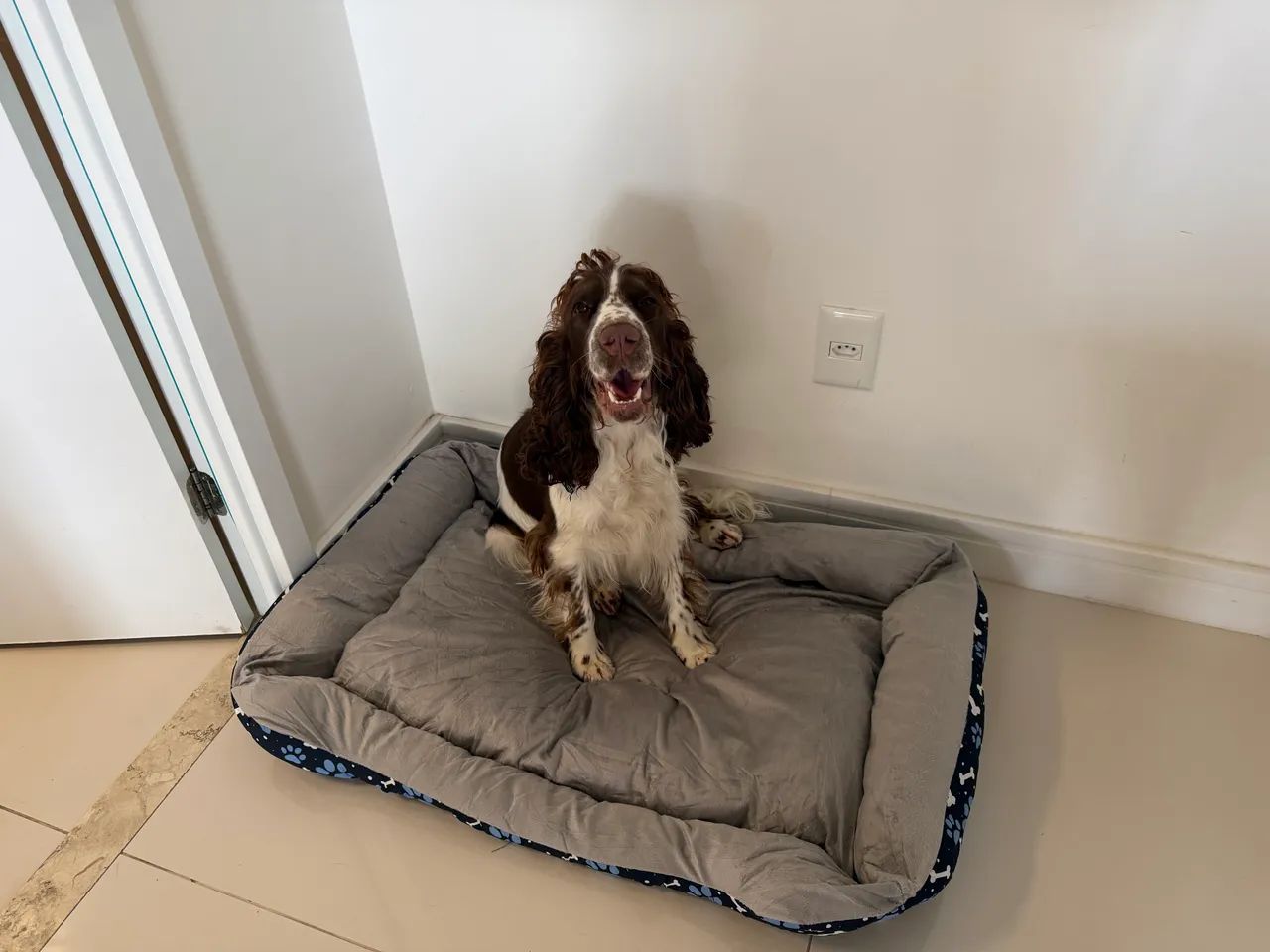 Cocker Spaniel procura namorada  - Foto 4
