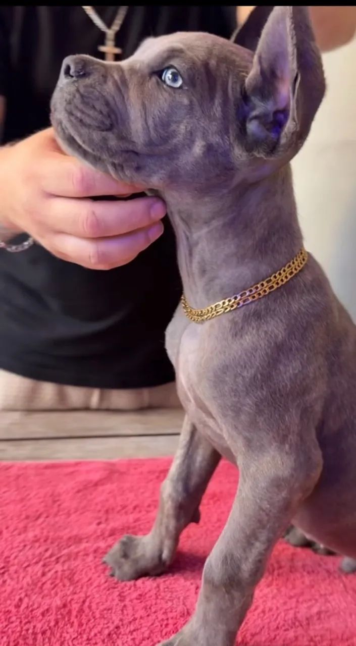 CANE CORSO - Foto 5