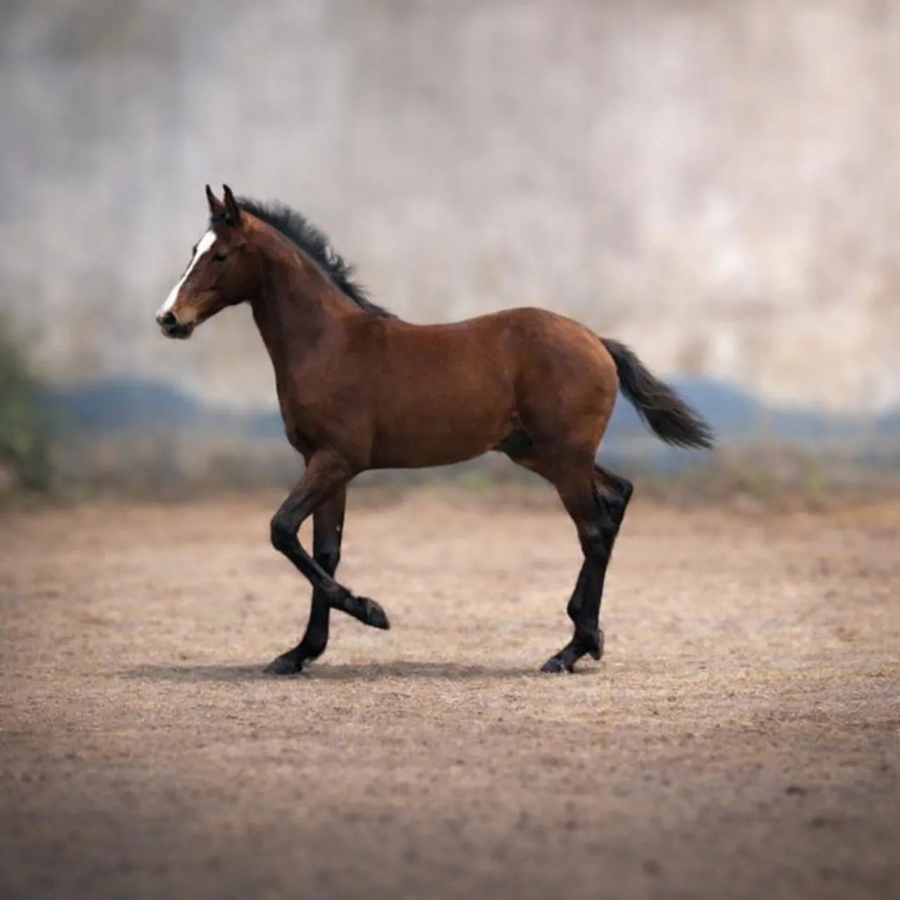 Cavalo - Mangalarga  (Filho do Elfo)
