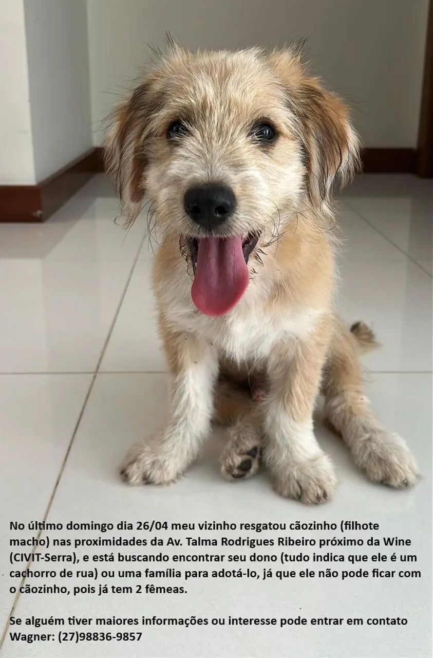 Cãozinho para adoção responsável 
