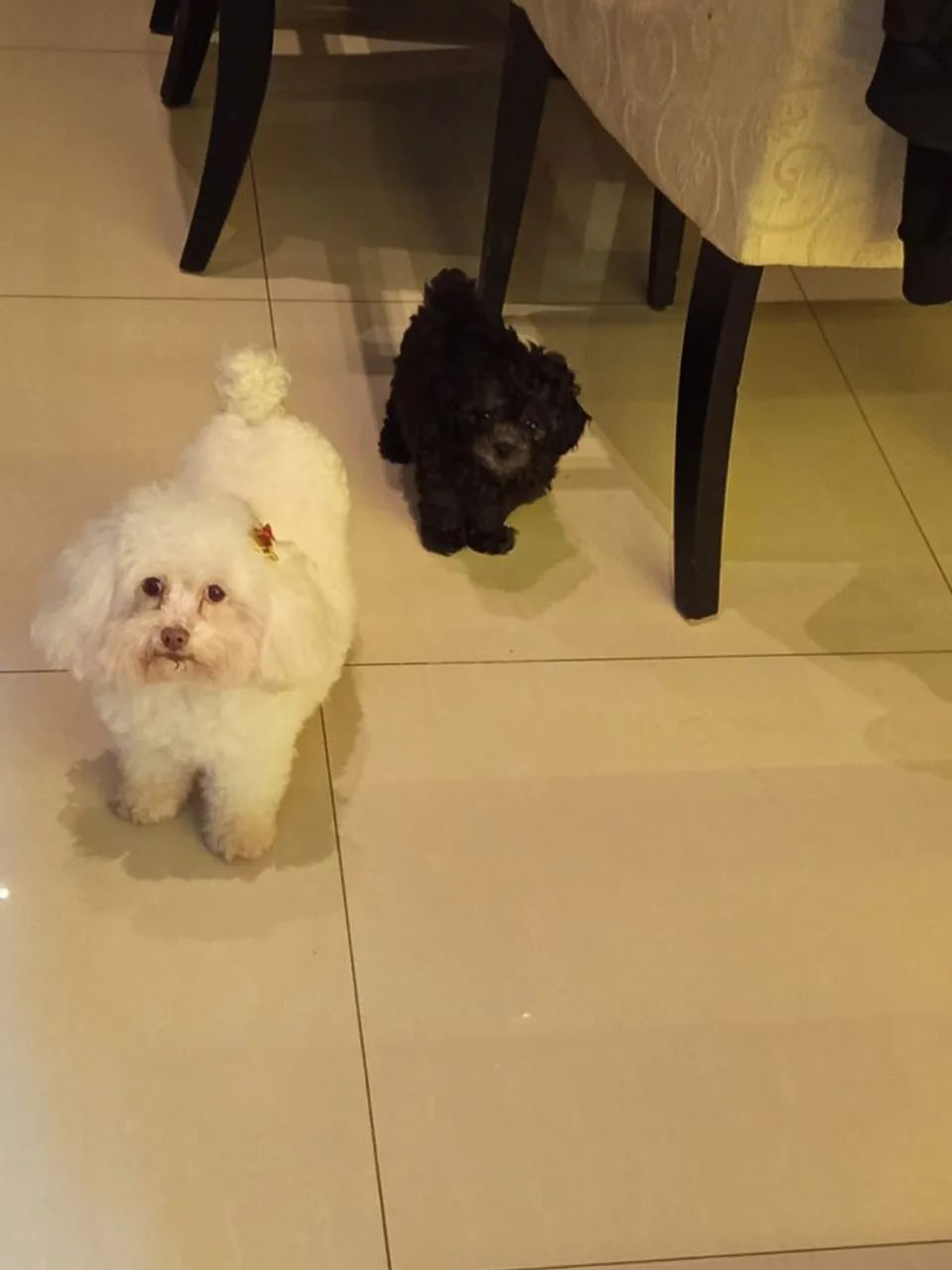 Poodle fêmea  - Foto 4