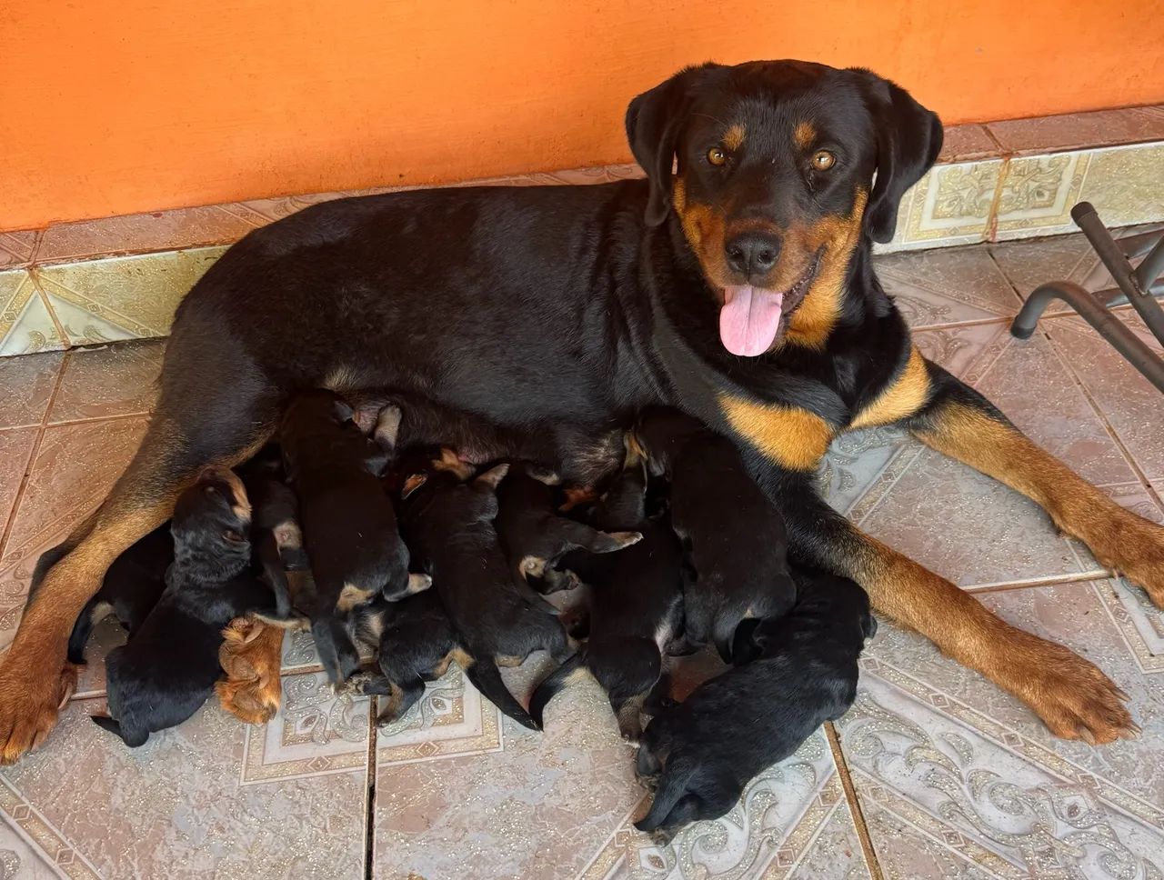 Filhotes de Rottweiler - Foto 5