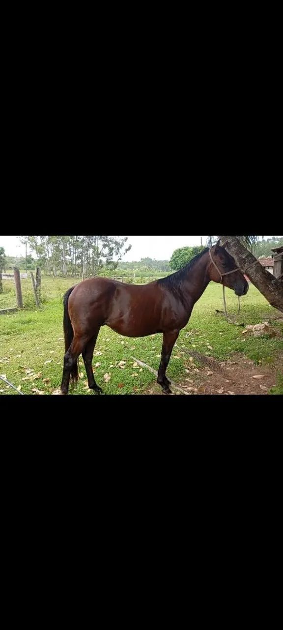 Vendo ou negocio - Foto 6