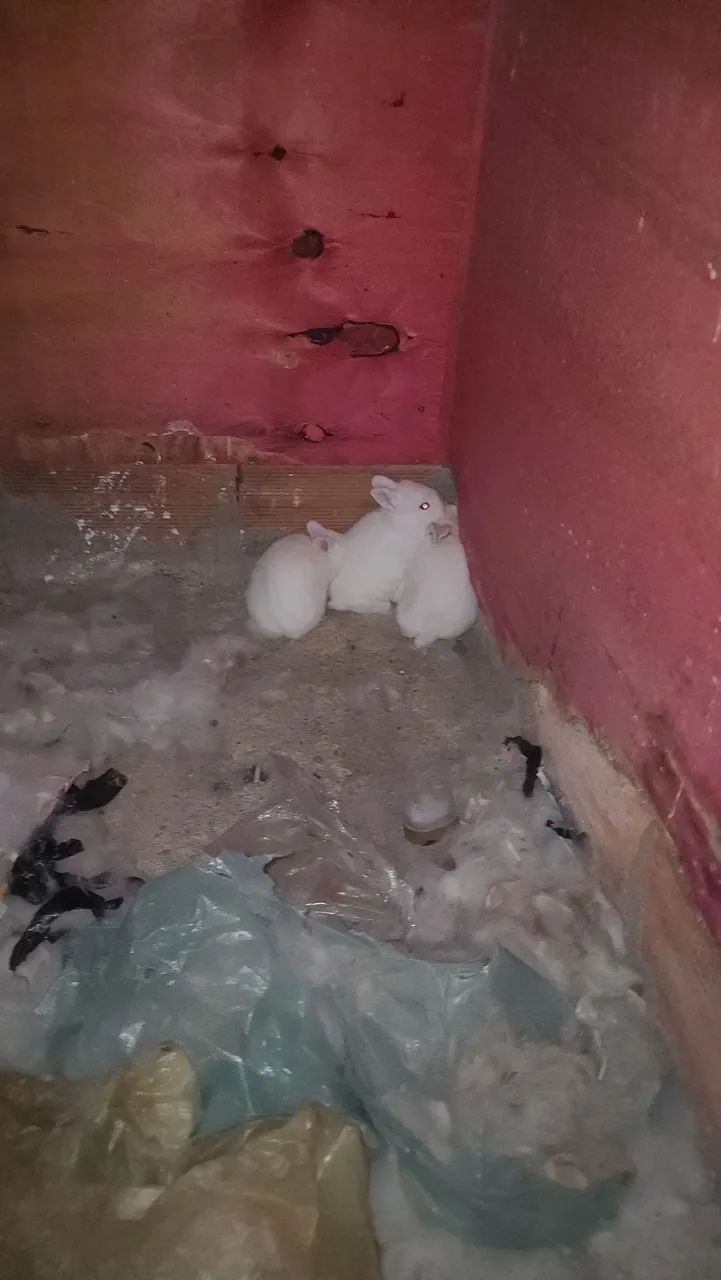 Coelhos mini - Foto 5