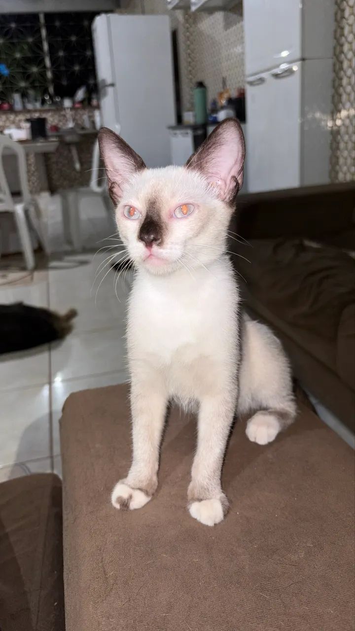Doa se gato - Foto 2