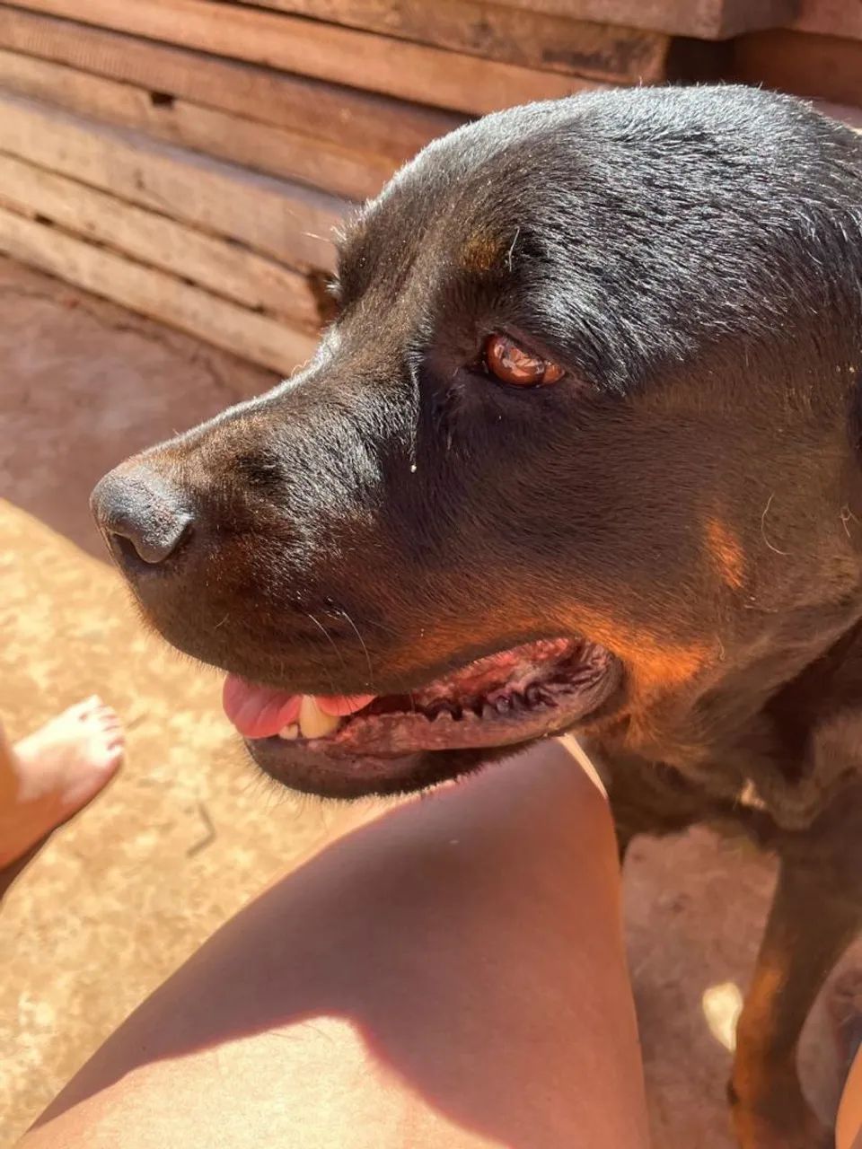 Doação de rottweiler  - Foto 3