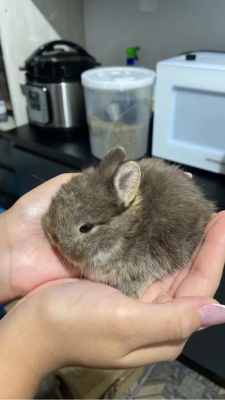 Filhotes de Coelhos Dwarf - Foto 2