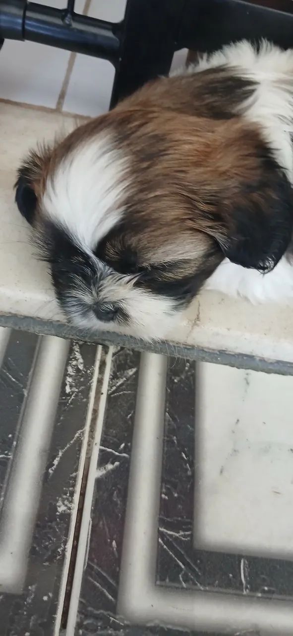 Shitzu - Foto 2