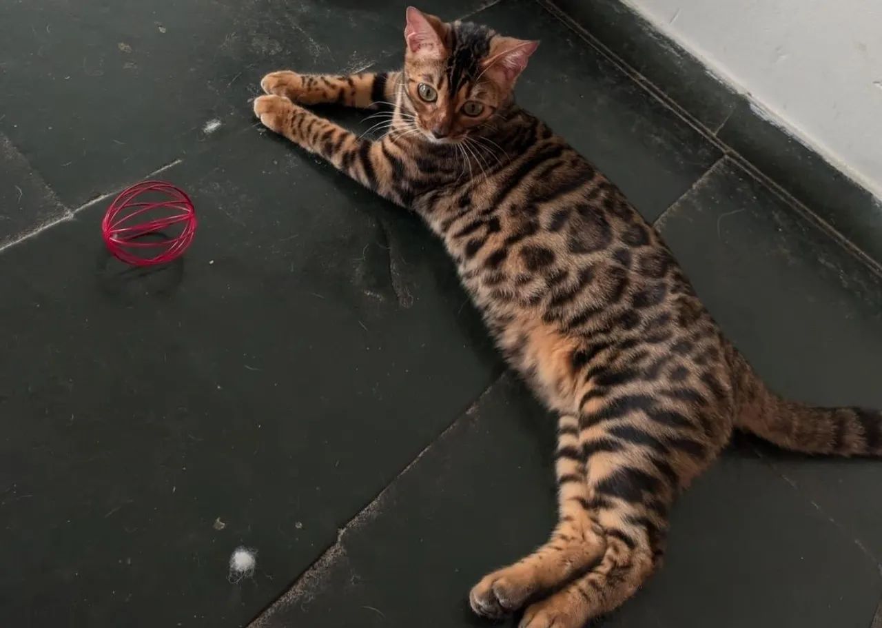 Gata bengal adulta acostumada na coleira  - Foto 4