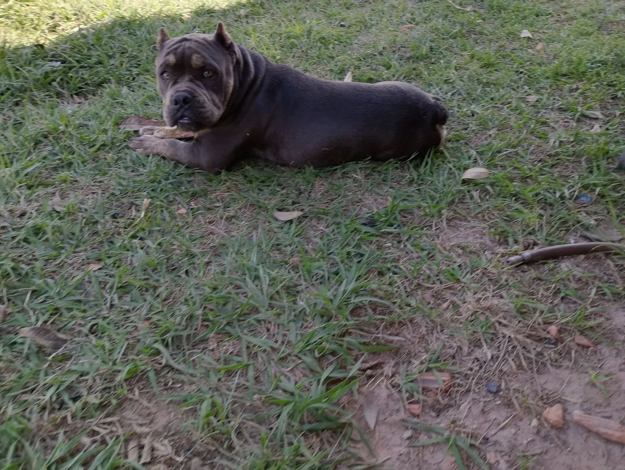 Vendo Pit Monsters  - Foto 2