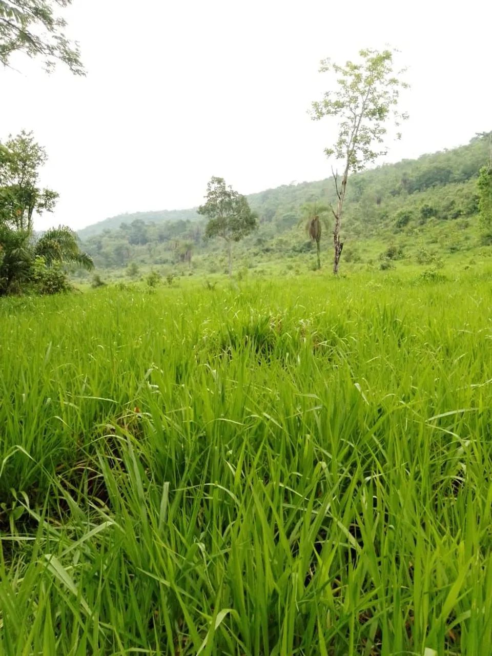 Fazenda 14 alqueires  - Foto 5