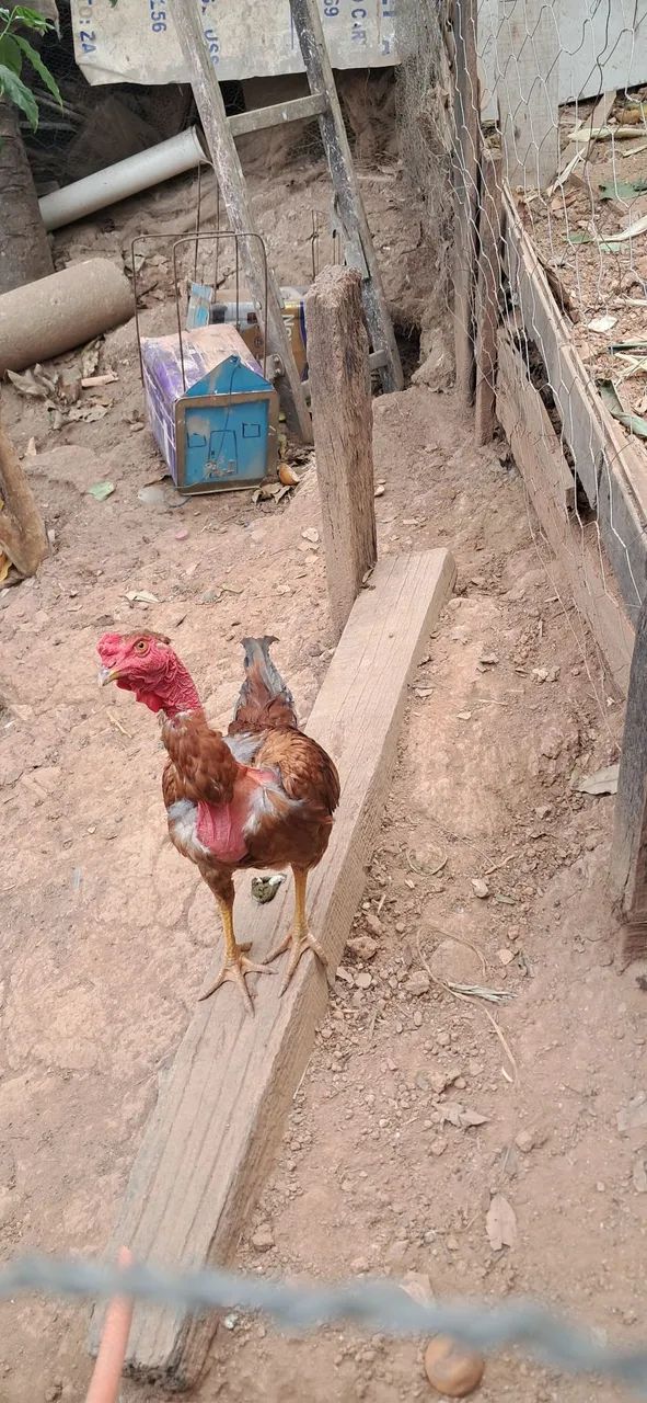 Frango pescoço pelado  - Foto 3