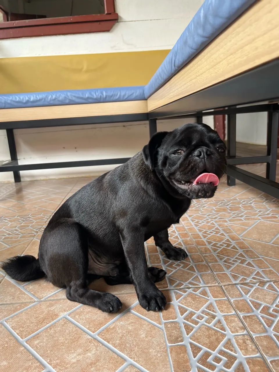 Cachorro pug macho  - Foto 2