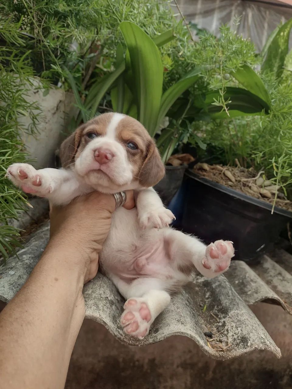 Beagle c pedigree  - Foto 3