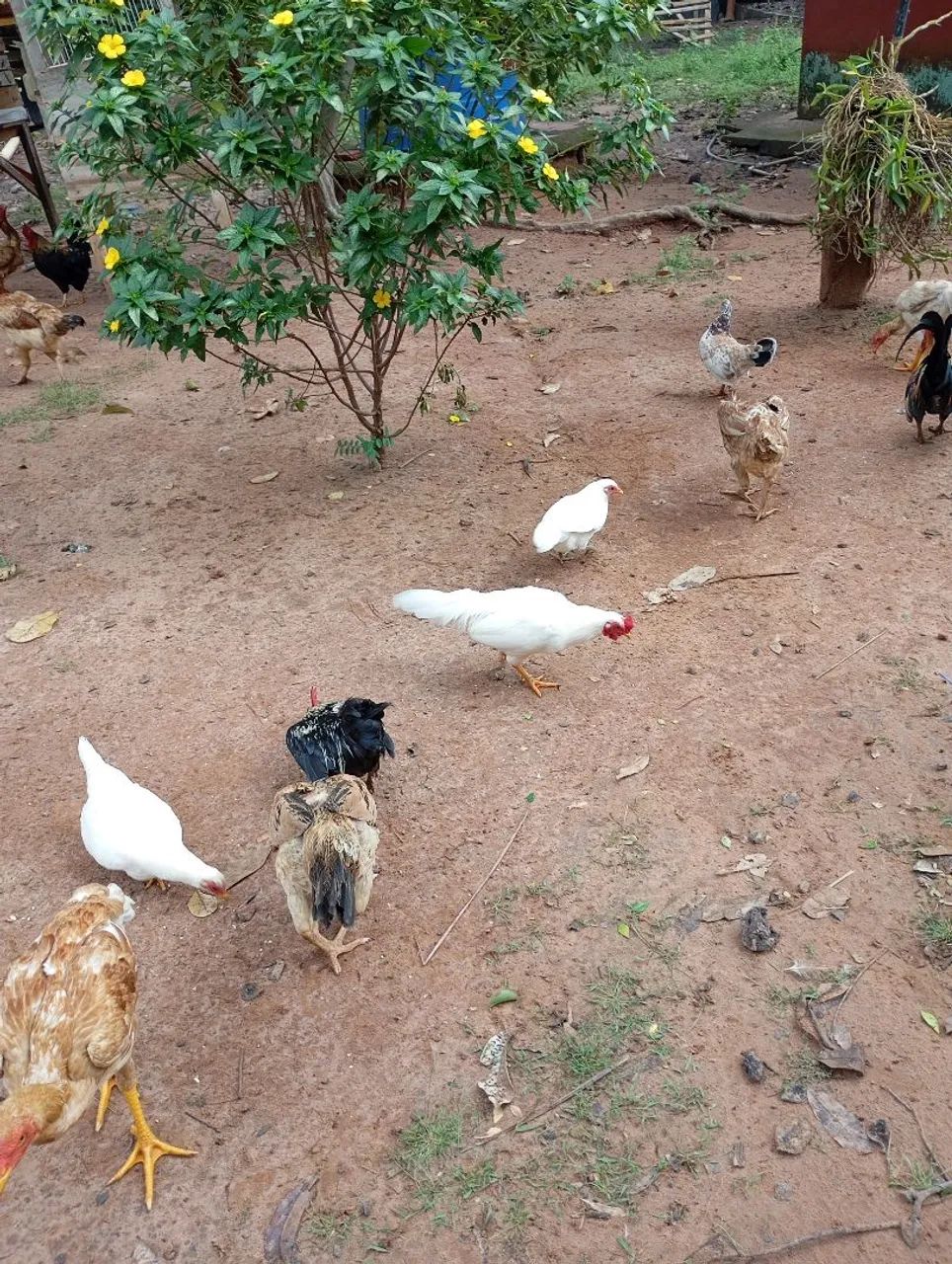 Lindos Galizé vendo  - Foto 3