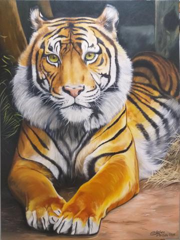 Tigre