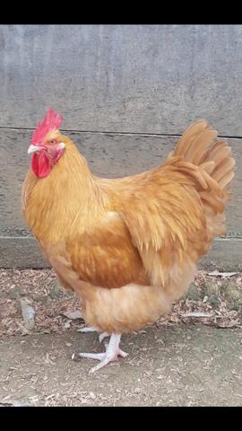Orpington amarelo. Galinhas de boa postura carne e ornamental