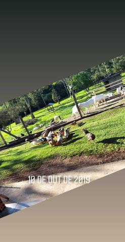 Caprinos