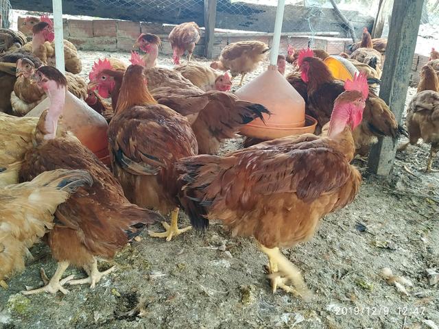 Vendo Galinha Caipirão