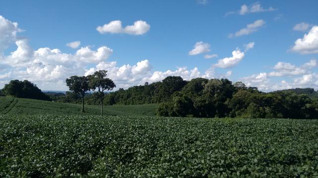 Fazenda vendo Santa Maria do Oeste - PR - Foto 6