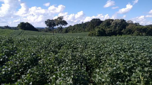 Fazenda vendo Santa Maria do Oeste - PR