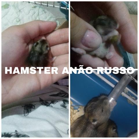 Hamster anão russo filhotes
