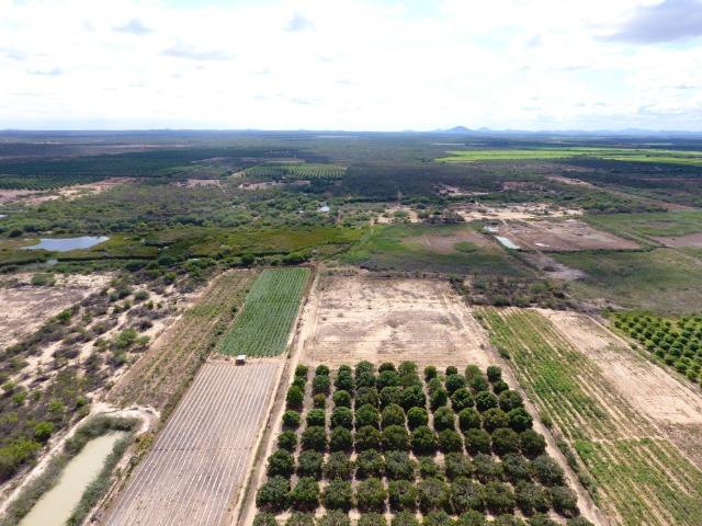 Fazenda 50 Hectares beira de rio Sâo Francisco - Venda - Foto 7