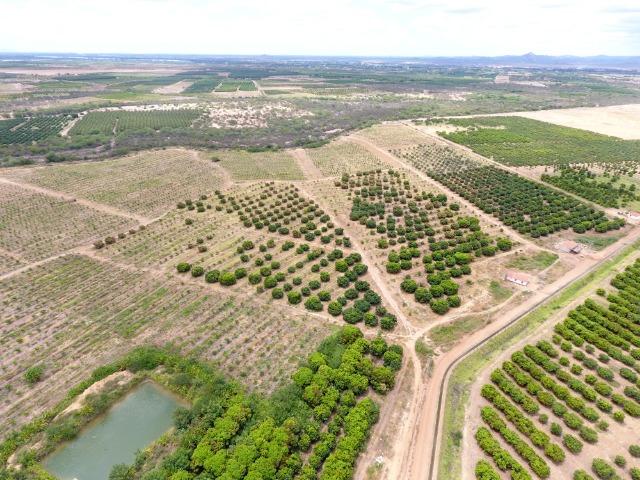 Fazenda 43 Hectares - Venda - Foto 9