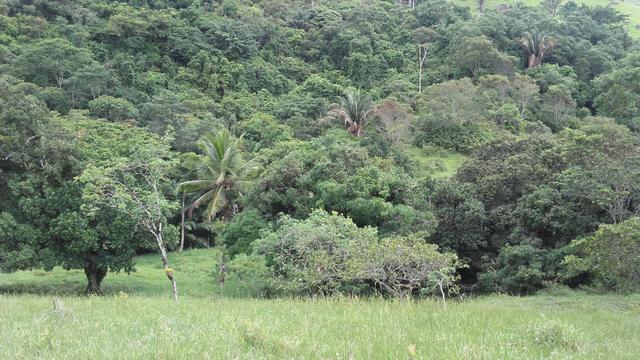 Linda Fazenda em Joaquim Gomes 60 hectares apenas 750 mil - Foto 12