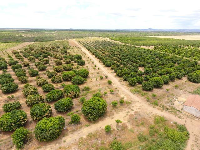 Fazenda 43 Hectares - Venda - Foto 10