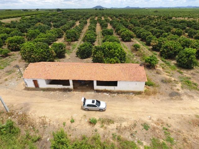 Fazenda 43 Hectares - Venda - Foto 15