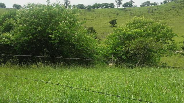 Linda Fazenda em Joaquim Gomes 60 hectares apenas 750 mil - Foto 19