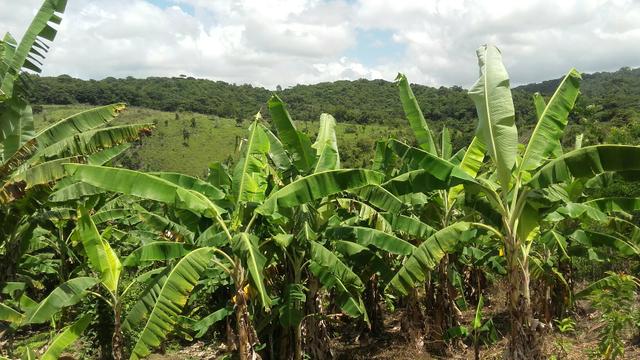 Sítio dos sonhos seu pedaço do Paraíso com 7 hectares por 150 mil - Foto 12