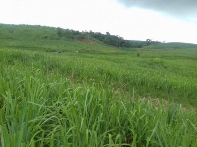 Fazenda para venda em aliança, aliança - Foto 4