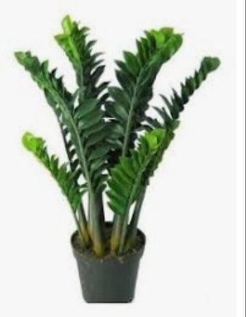 Vários modelos de plantas - Foto 2