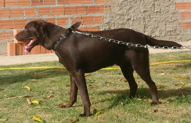Labrador disponível para cobertura - Foto 2