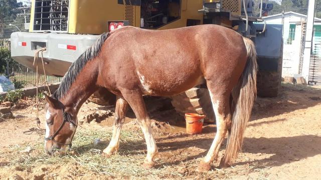 Cavalo crioulo