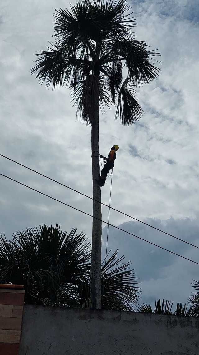 CORTE E PODA DE ARVORES 