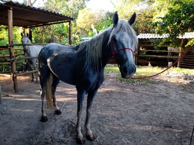 Capim mata éguas em Minas Gerais — CompreRural