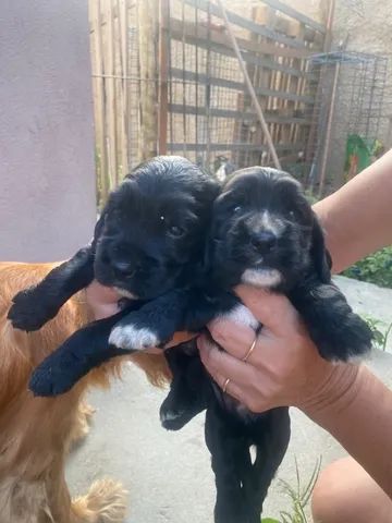 Filhote de Cocker Spaniel Inglês Melhor Preço Espírito Santo - Filhote de  Cocker Spaniel Inglês Dourado - Encrenquinhas