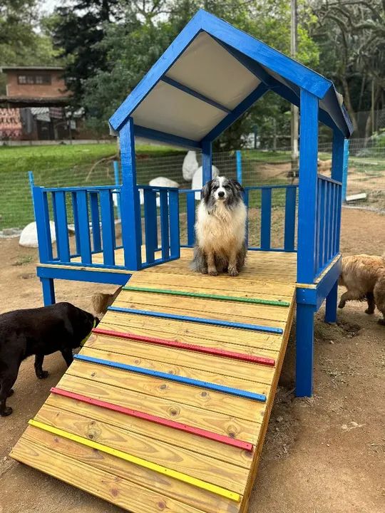 Brinquedos cachorro, pet , benquedão, petplace  - Foto 3