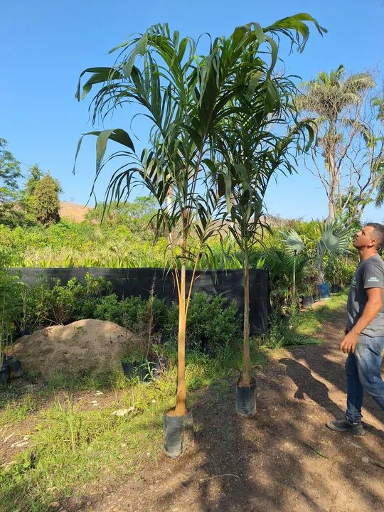 Palmeira carpentaria -  - Foto 3