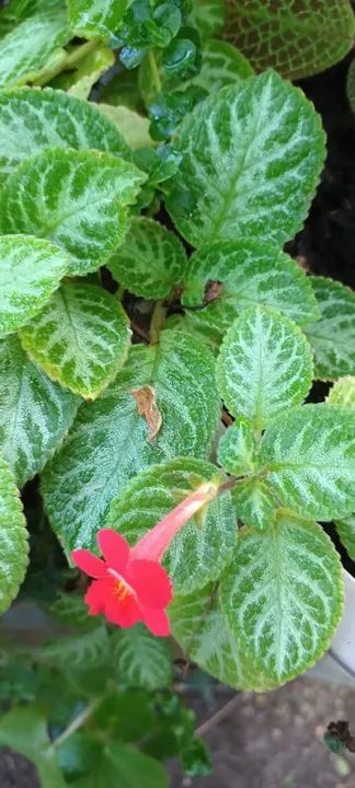 Episcias ou planta tapete  - Foto 5