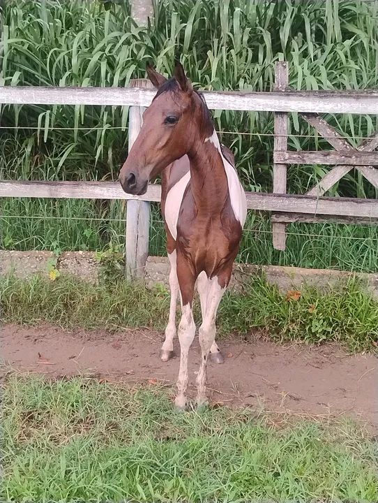 Potro Pampa Mangalarga Marchador genética top!!!! - Foto 5