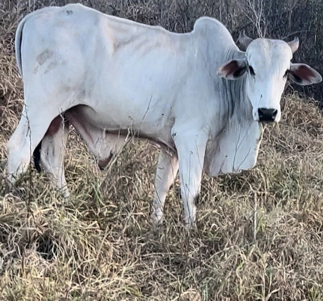 Novilhas, bezerros, Garrotes R$ 300@ - CRIA ABATE LEITE