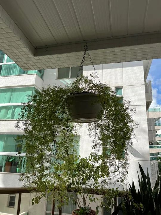 Planta Asfódelo em vaso - Foto 2