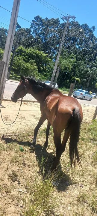 Vendo egua de montaria ou negócio em outro cavalo  - Foto 3