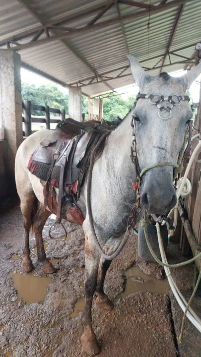  Mangalarga marchador - Foto 6