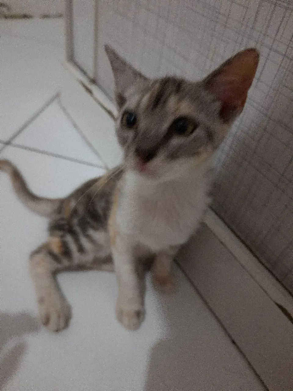 doação gatinha filhote - leia a descrição - Foto 3